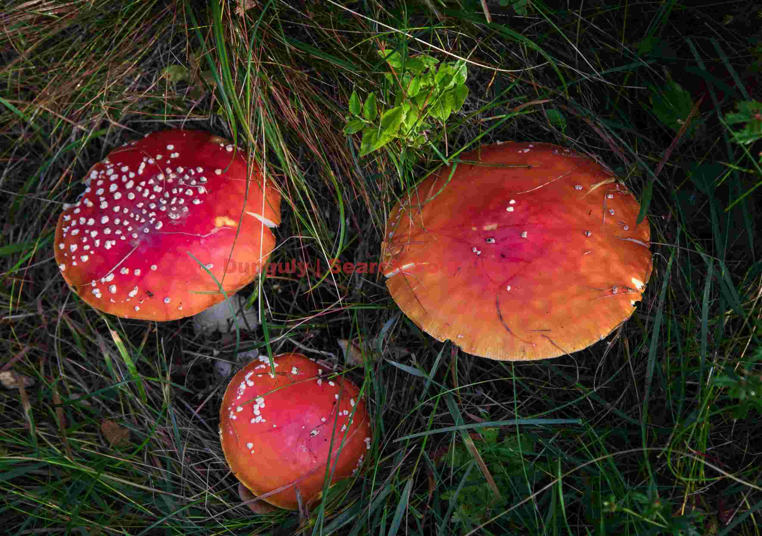 Red mushrooms; Lofoten Islands, Norway Red mushrooms