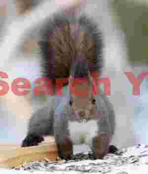 Red squirrel #1