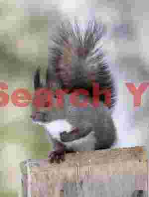 Red squirrel #2