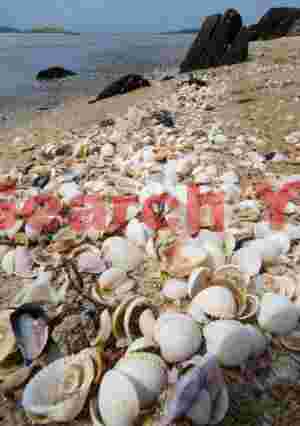 Shell beach