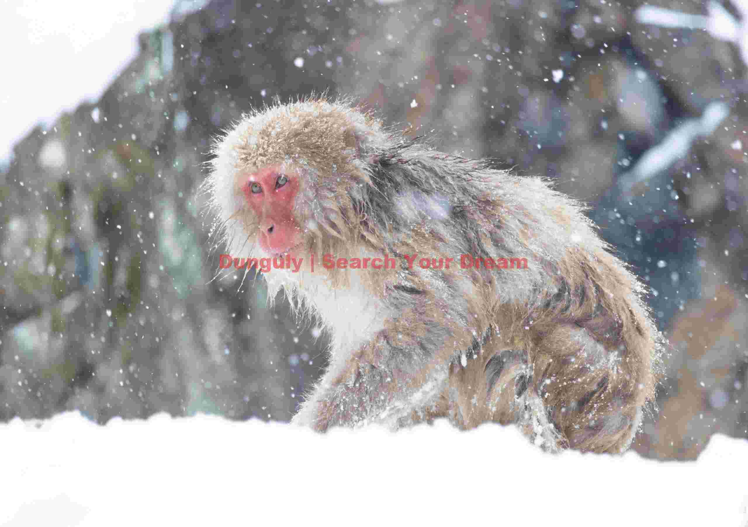 Snow monkey in falling snow; Jigokudani Snow Monkey Park, Japan Snow monkey in falling snow