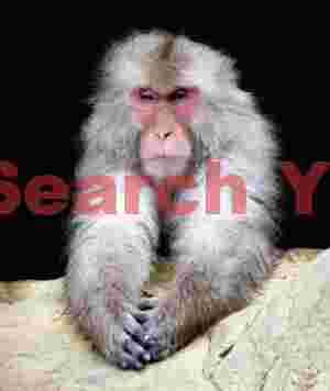 Snow monkey portrait on black with outstretched arms