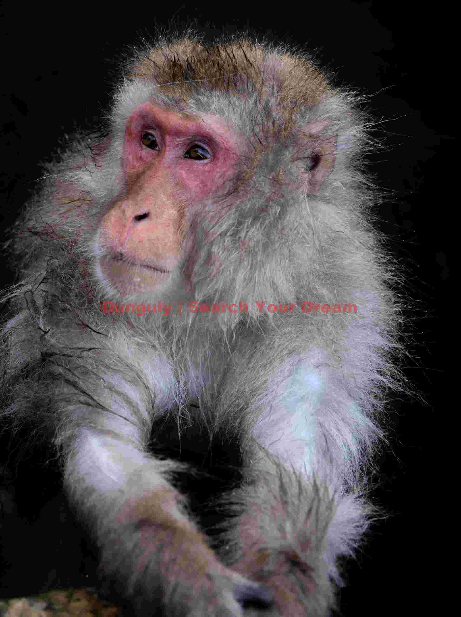 Snow monkey portrait with arms clasped; Jigokudani Snow Monkey Park, Japan Snow monkey portrait with arms clasped