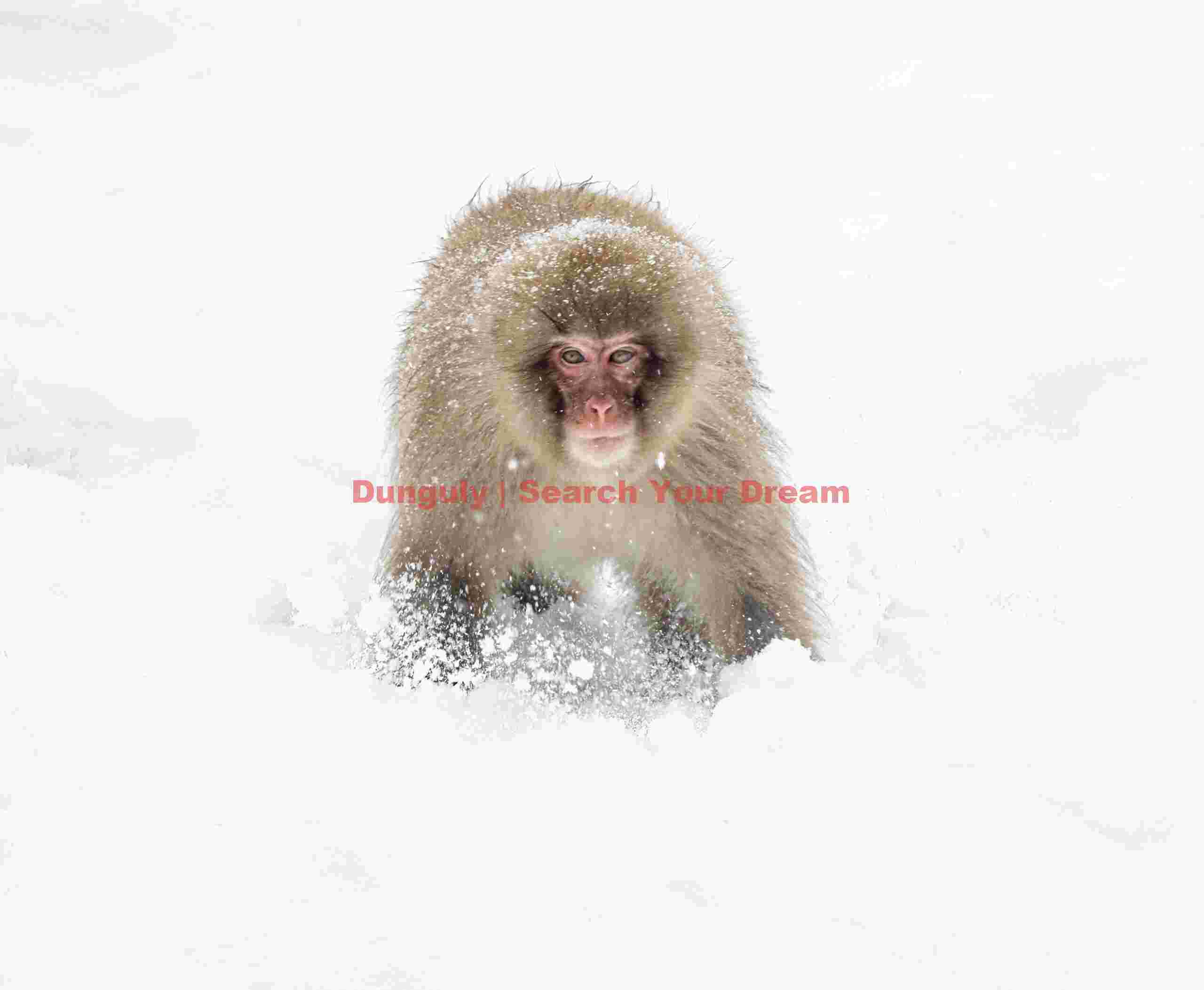 Snow monkey running in snow; Jigokudani Snow Monkey Park, Japan Snow monkey running in snow