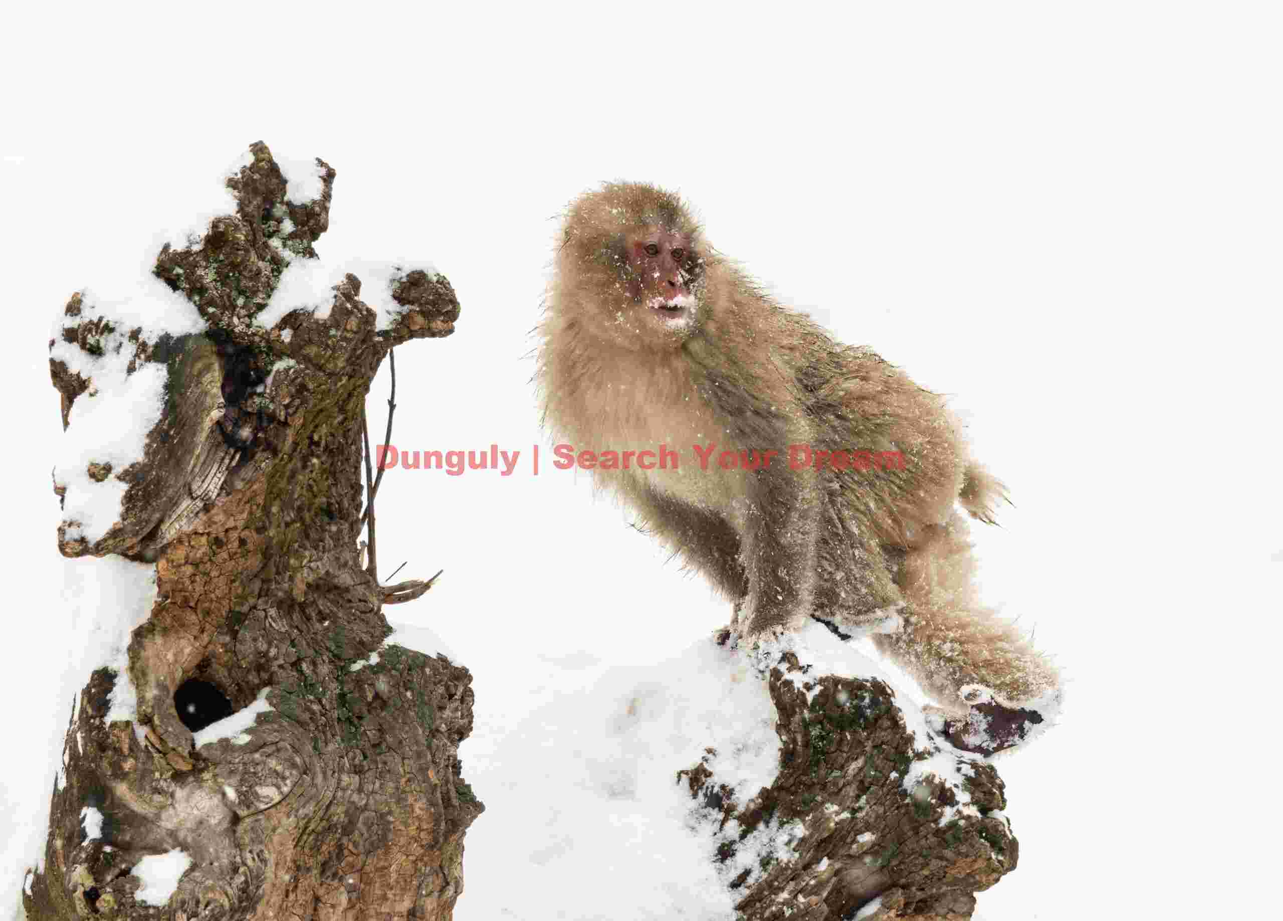 Snow monkey standing on rock exposed in snow; Jigokudani Snow Monkey Park, Japan Snow monkey standing on rock exposed in snow