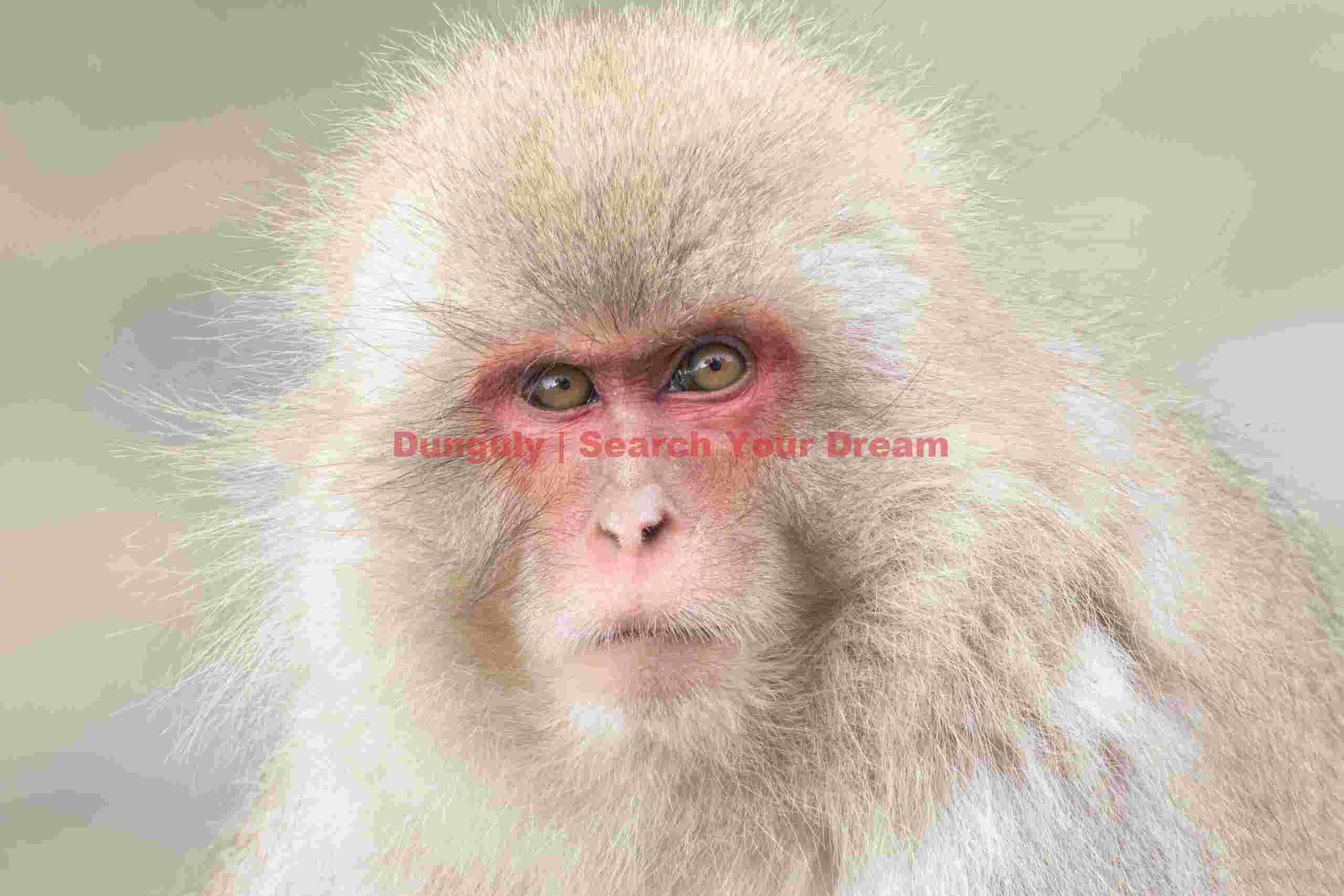 Snow monkey with slightly fierce expression; Jigokudani Snow Monkey Park, Japan Snow monkey with slightly fierce expression