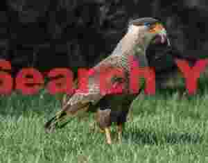 Southern Crested Caracara Eating Worm