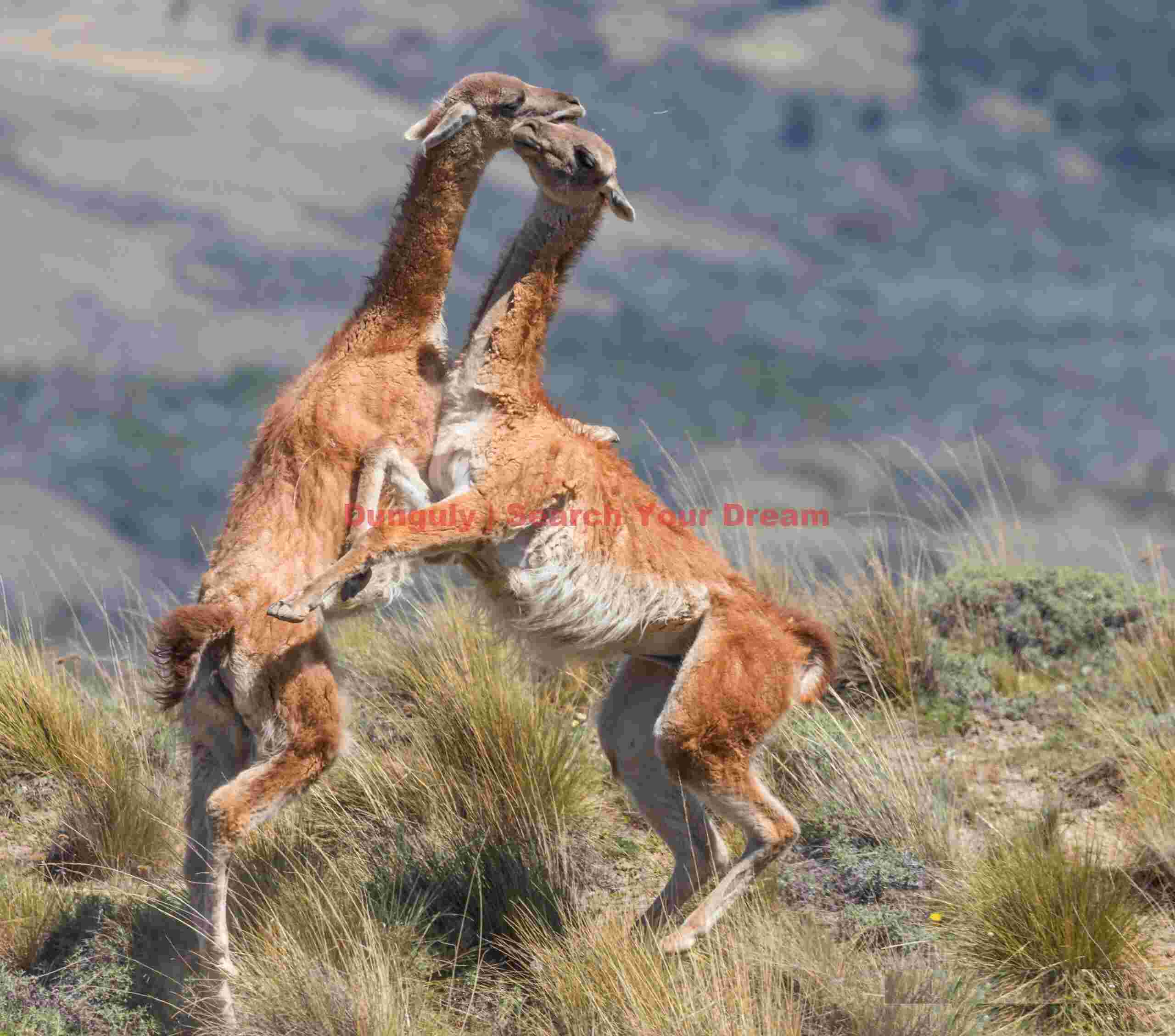 Sparring guanacos #1; Parque Patagonia Sparring Guanacos #1