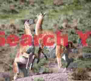 Sparring Guanacos #2