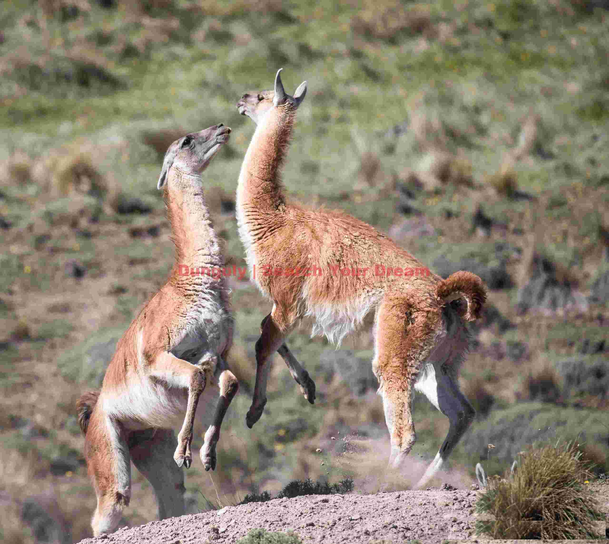Sparring guanacos #2; Parque Patagonia Sparring Guanacos #2