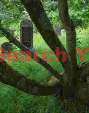 Splayed tree and gravestones