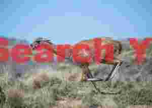 Sprinting Guanaco