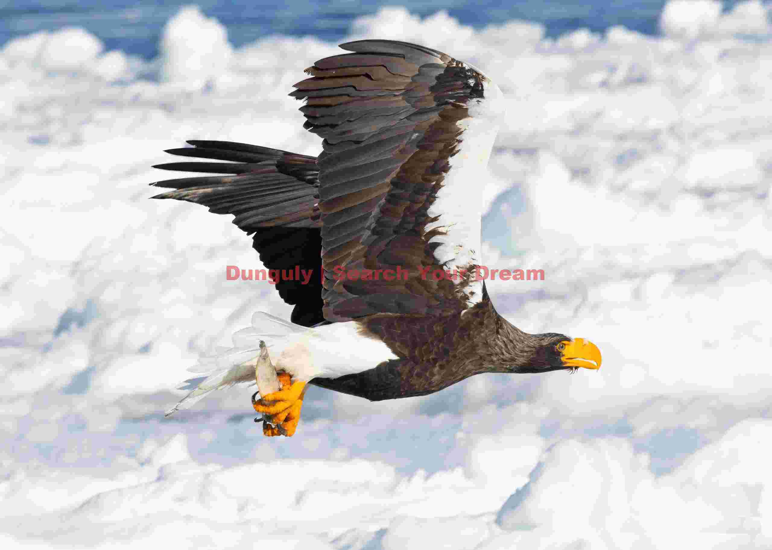 Steller's eagle flying above ice with fish in talons; Rausu, Hokkaido Steller's eagle flying above ice with fish in talons