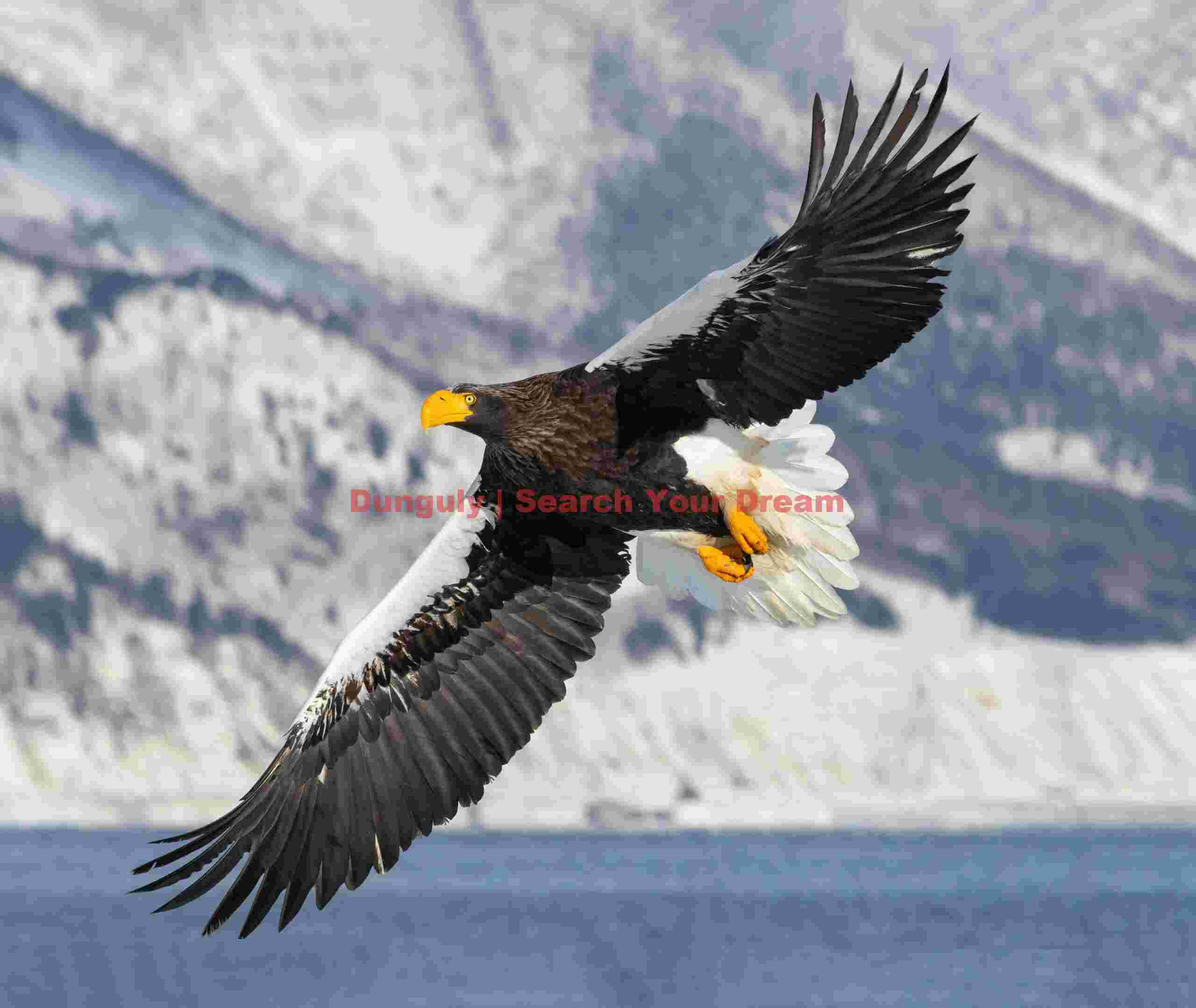 Steller's eagle in flight with mountainside backdrop; Rausu, Hokkaido Steller's eagle in flight with mountainside backdrop