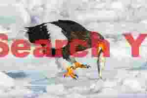 Steller's eagle picking up fish from ice