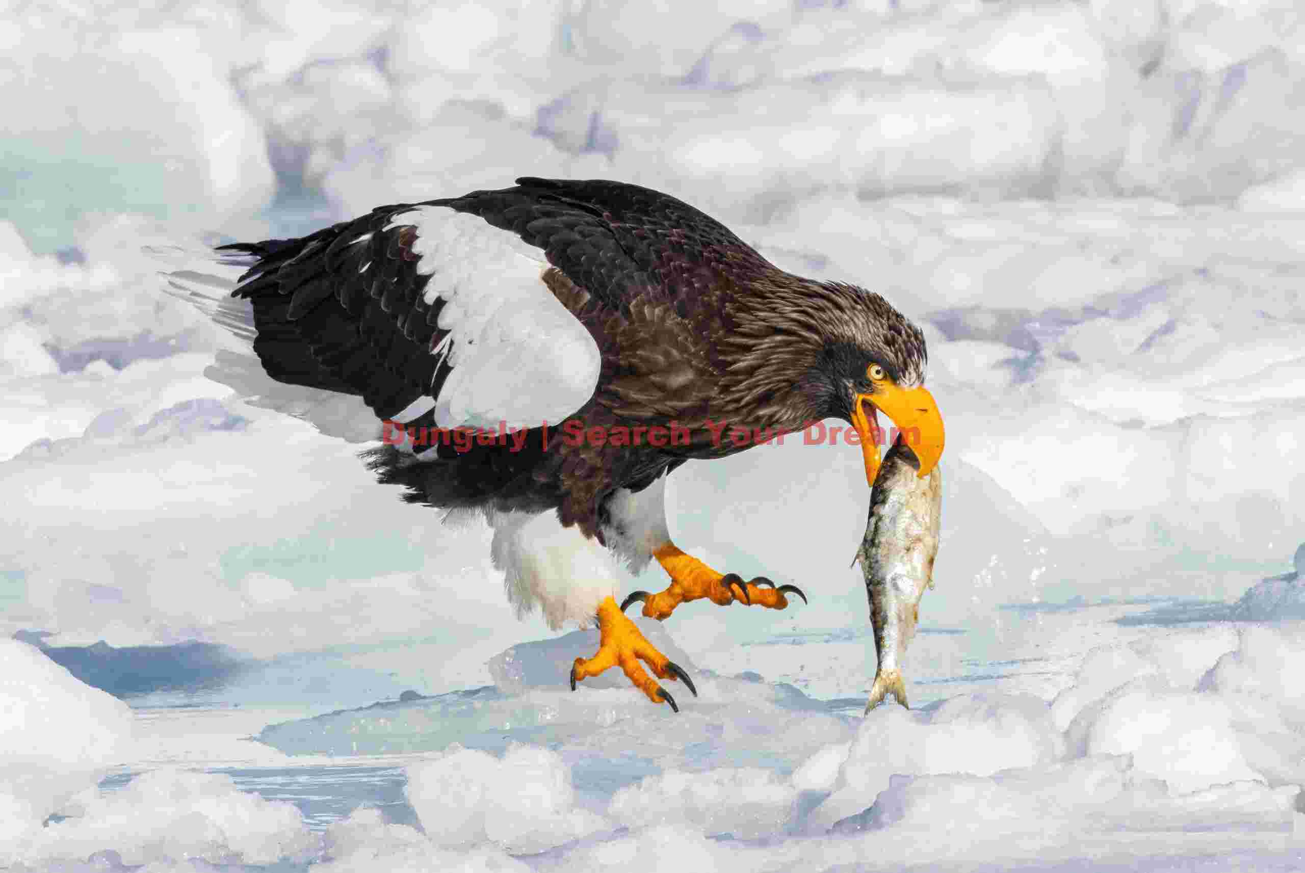 Steller's eagle picking up fish from ice; Rausu, Hokkaido Steller's eagle picking up fish from ice