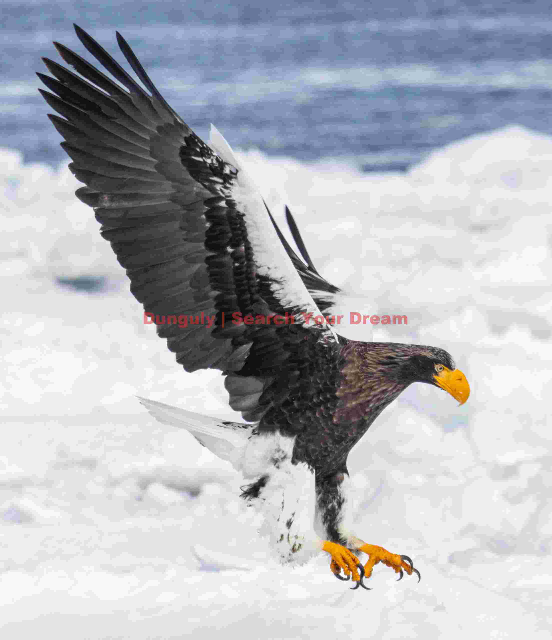 Steller's eagle with wings back to land on ice; Rausu, Hokkaido Steller's eagle with wings back to land on ice