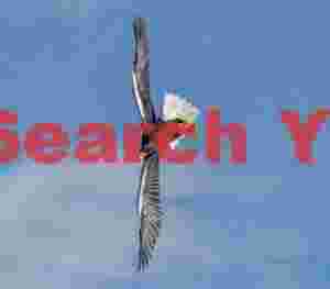 Steller's sea eagle in vertical banked flight