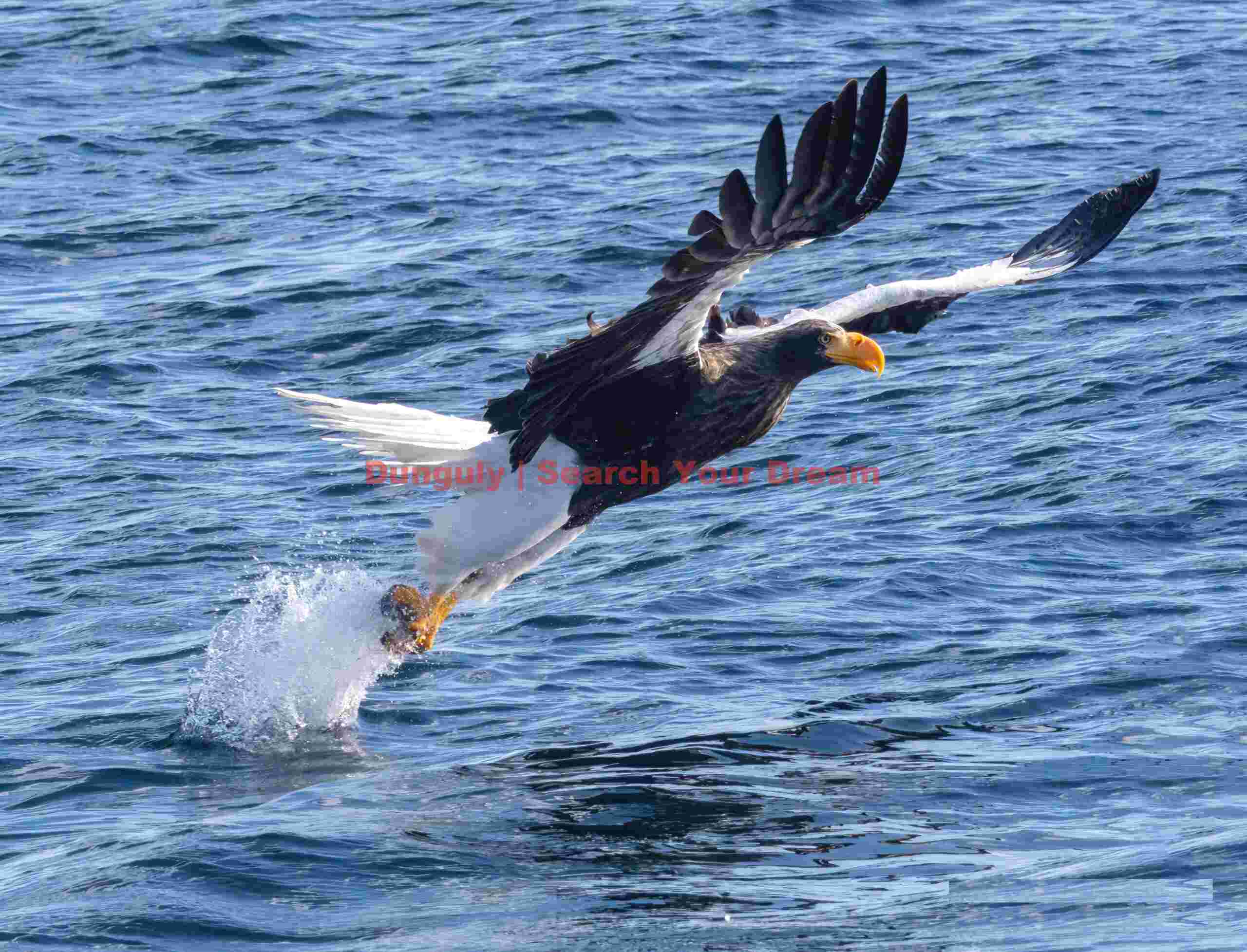 Steller's sea eagle launching into air after catching fish from water; Rausu, Hokkaido Steller's sea eagle launching into air after catching fish from water