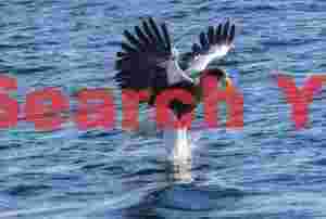 Steller's sea eagle plucking fish from water