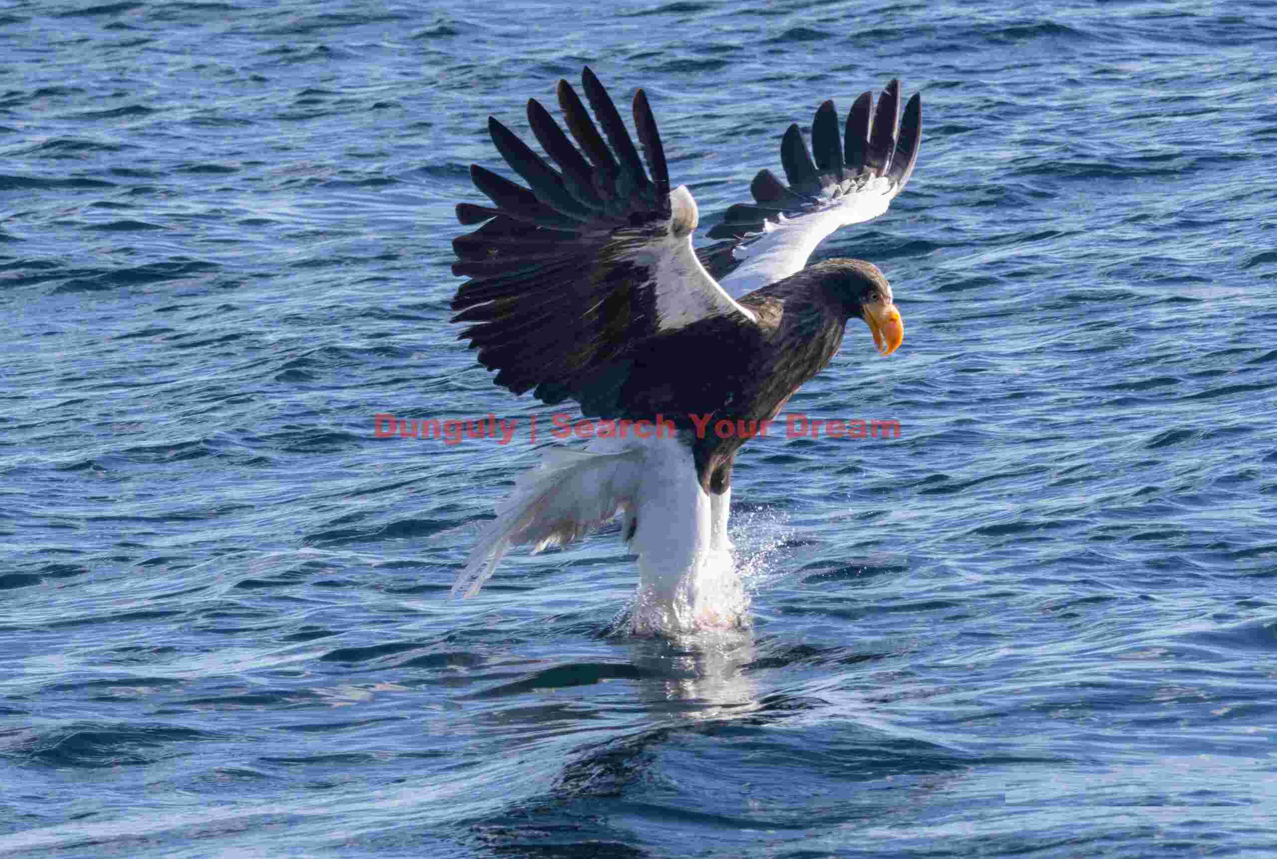 Steller's sea eagle plucking fish from water; Rausu, Hokkaido Steller's sea eagle plucking fish from water