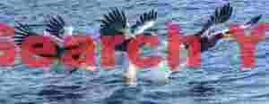 Steller's sea eagle sequence catching fish from water