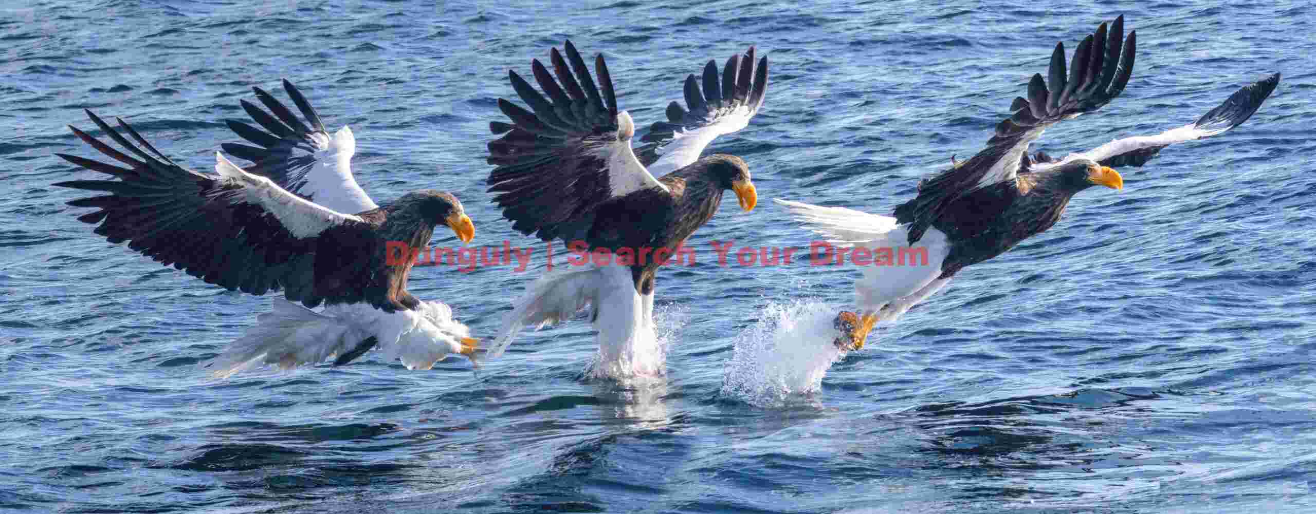 Steller's sea eagle sequence catching fish from water; Rausu, Hokkaido Steller's sea eagle sequence catching fish from water