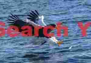 Steller's sea eagle swooping to catch fish in water