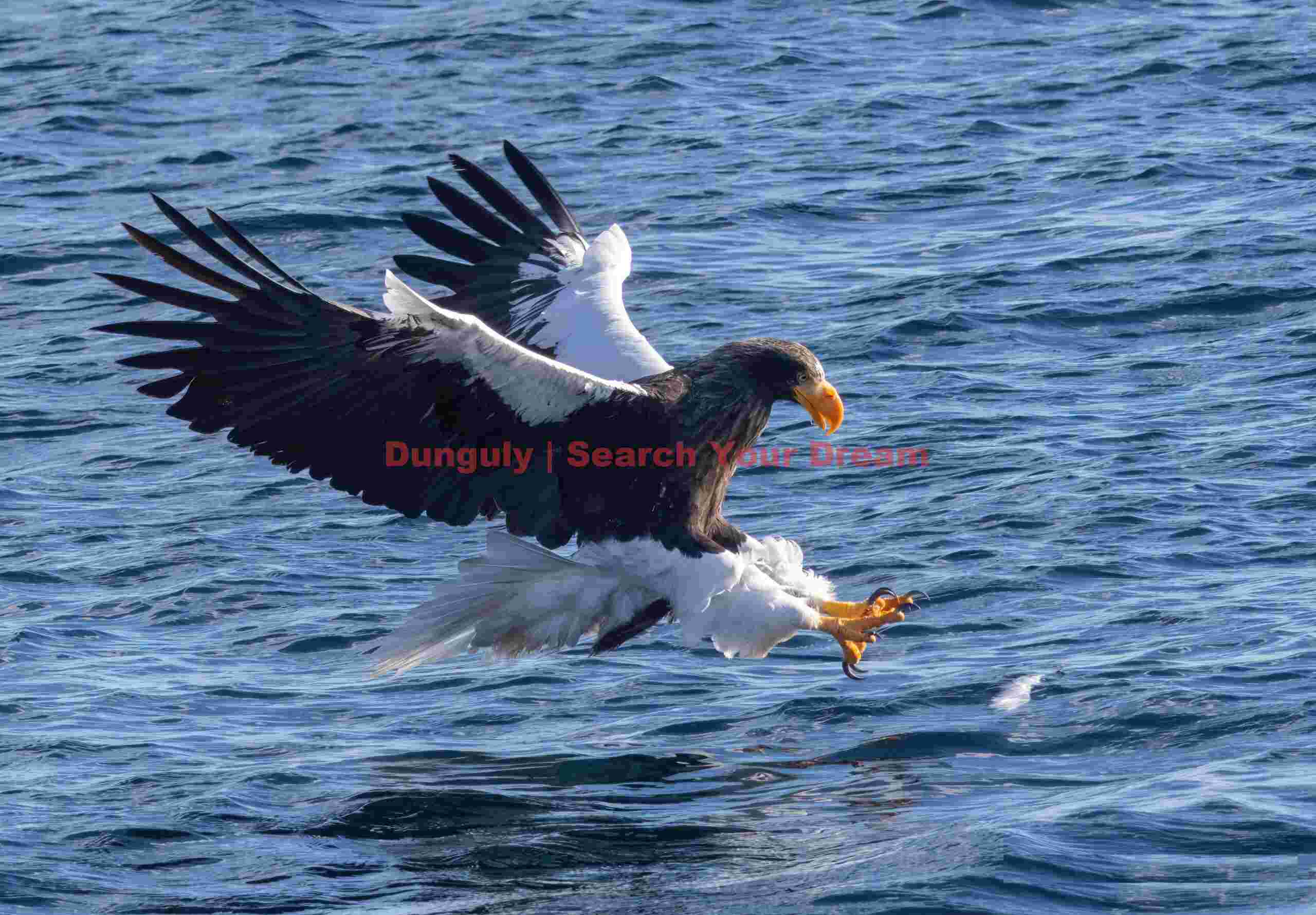 Steller's sea eagle swooping to catch fish in water; Rausu, Hokkaido Steller's sea eagle swooping to catch fish in water