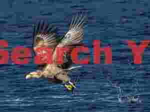 Steller's sea eagle with fish caught from water