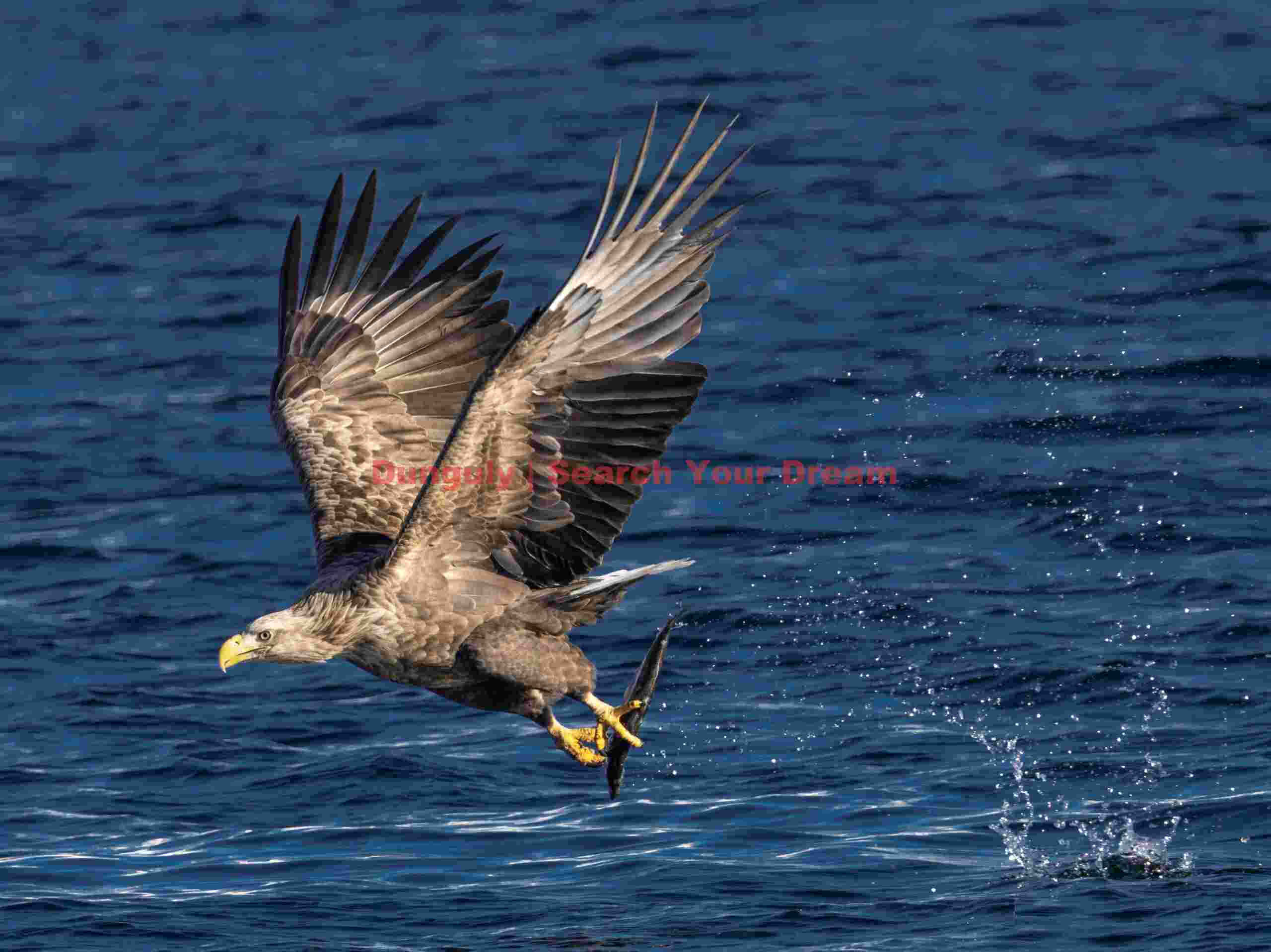 Steller's sea eagle with fish caught from water; Rausu, Hokkaido Steller's sea eagle with fish caught from water