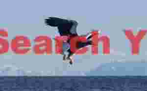Steller's sea eagle with mountains of Kuril Island backdrop