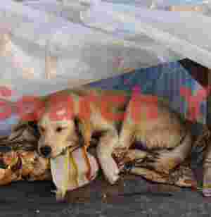 Street Bivouac