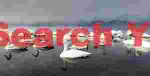 Swan lake