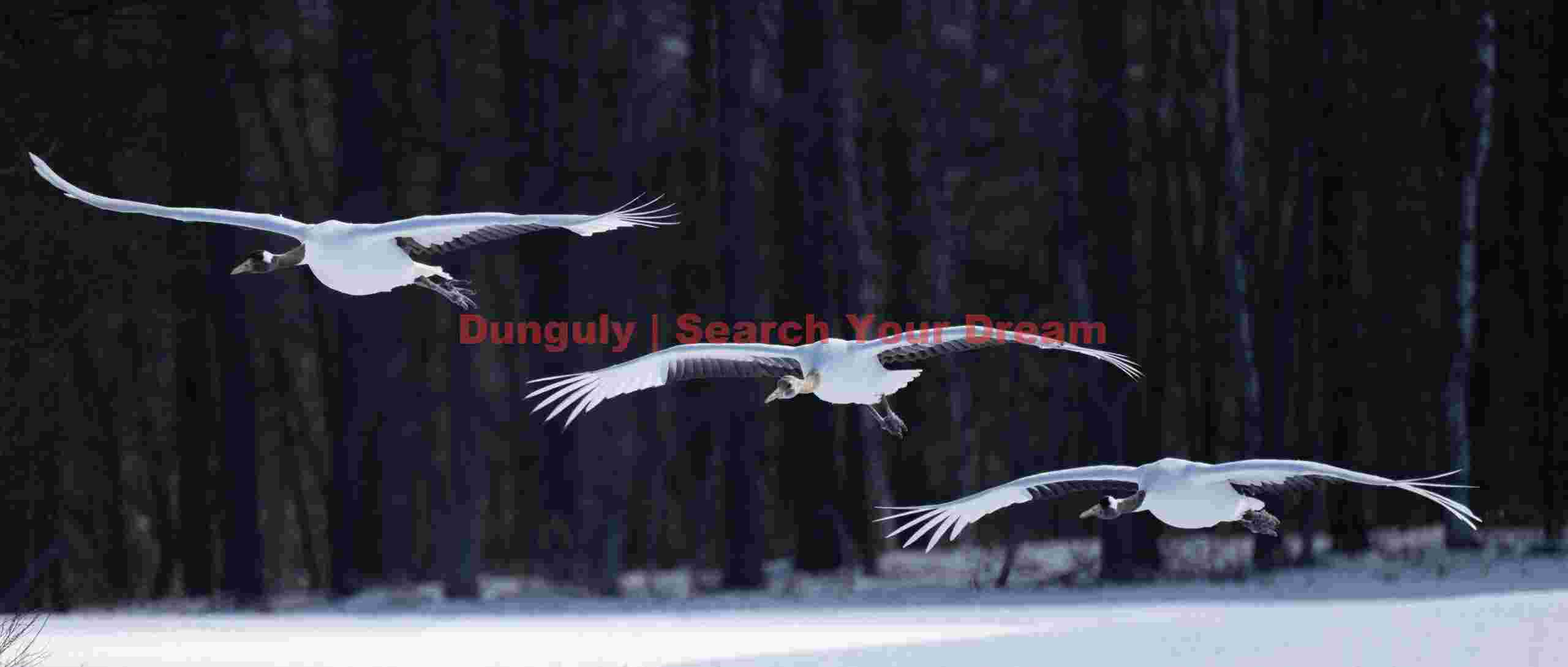 Three red-crowned cranes in horizontal landing approach; Tsurui-Ito Tancho Sanctuary, Hokkaido Three red-crowned cranes in horizontal landing approach