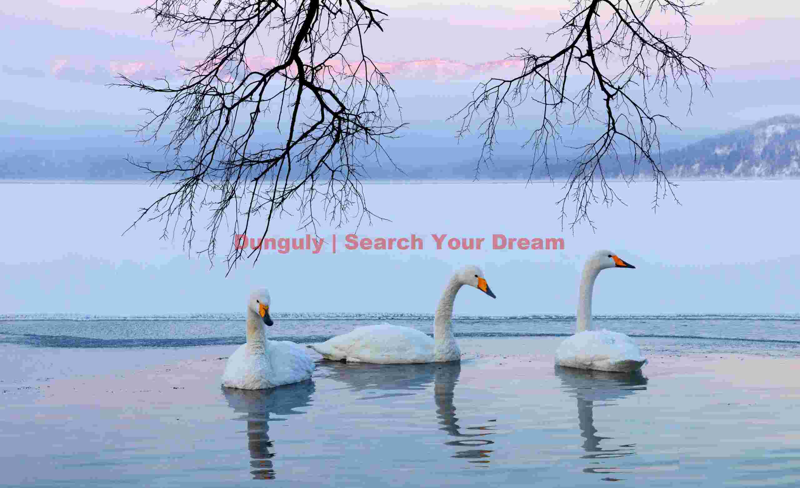 Three whooper swans, misty sunrise and hanging tree branches; Lake Kussharo, Hokkaido Three whooper swans, misty sunrise and hanging tree branches