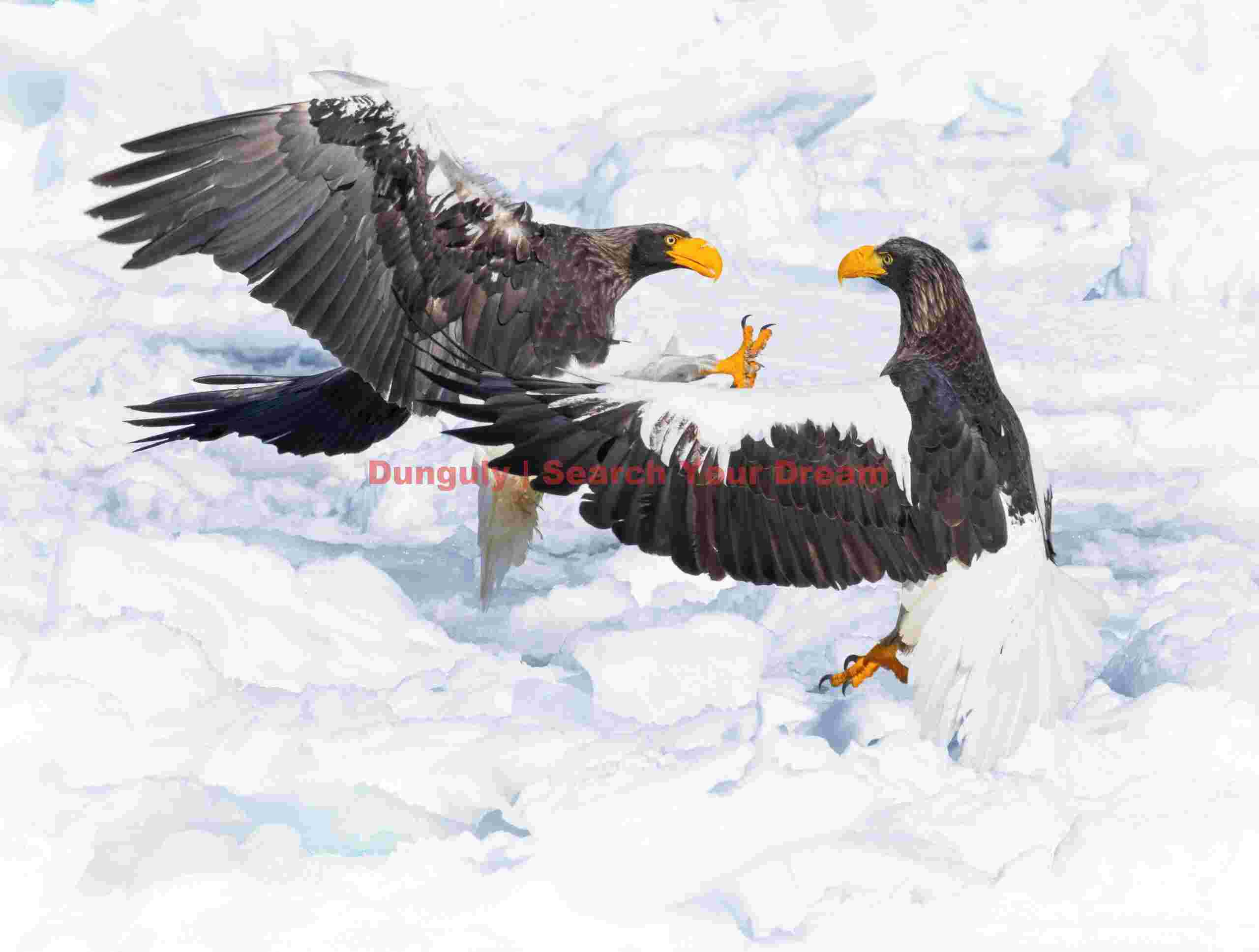 Two Steller's sea eagles squabbling on ice; Rausu, Hokkaido Two Steller's sea eagles squabbling on ice