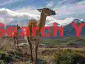 Two juvenile guanaco