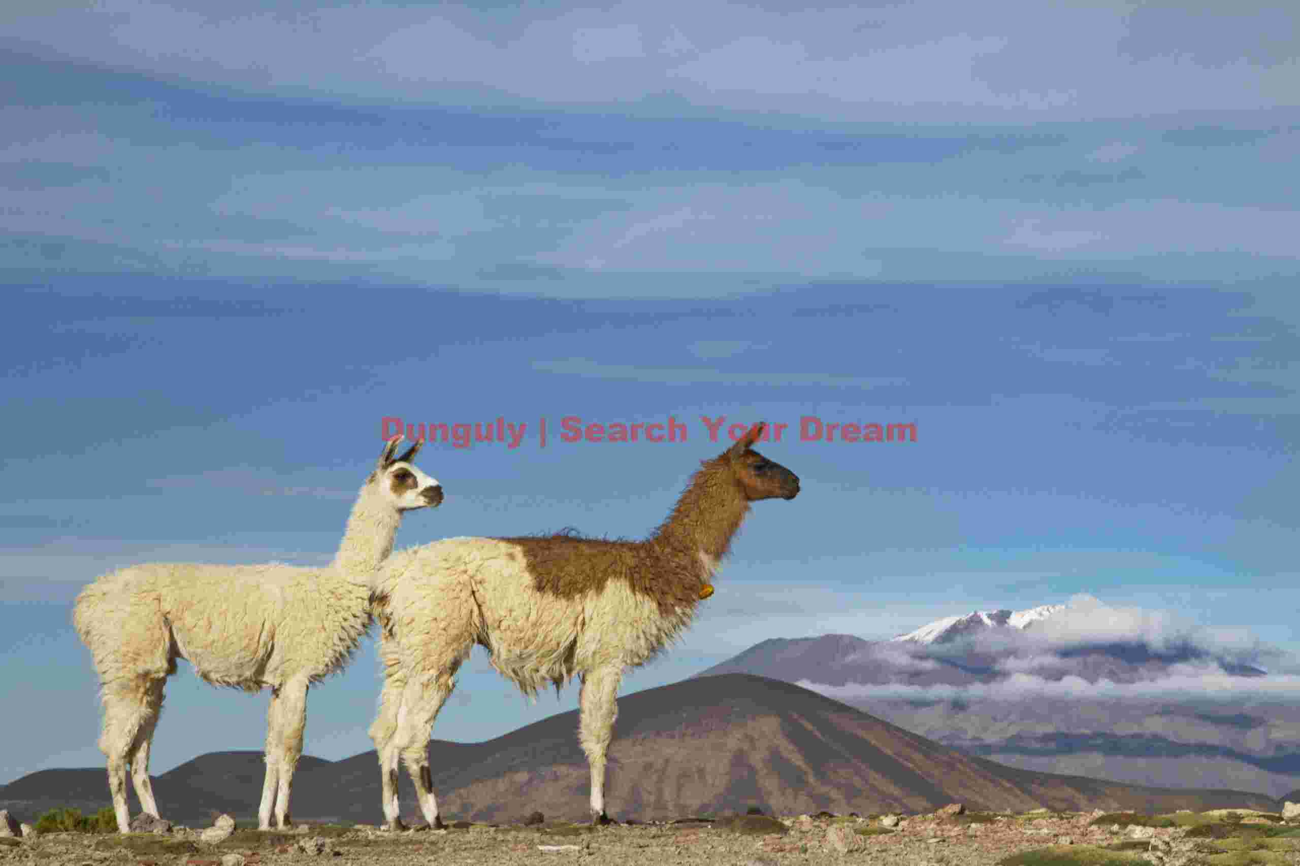 Two llamas and volcano; Bolivia Two Llamas and Volcano