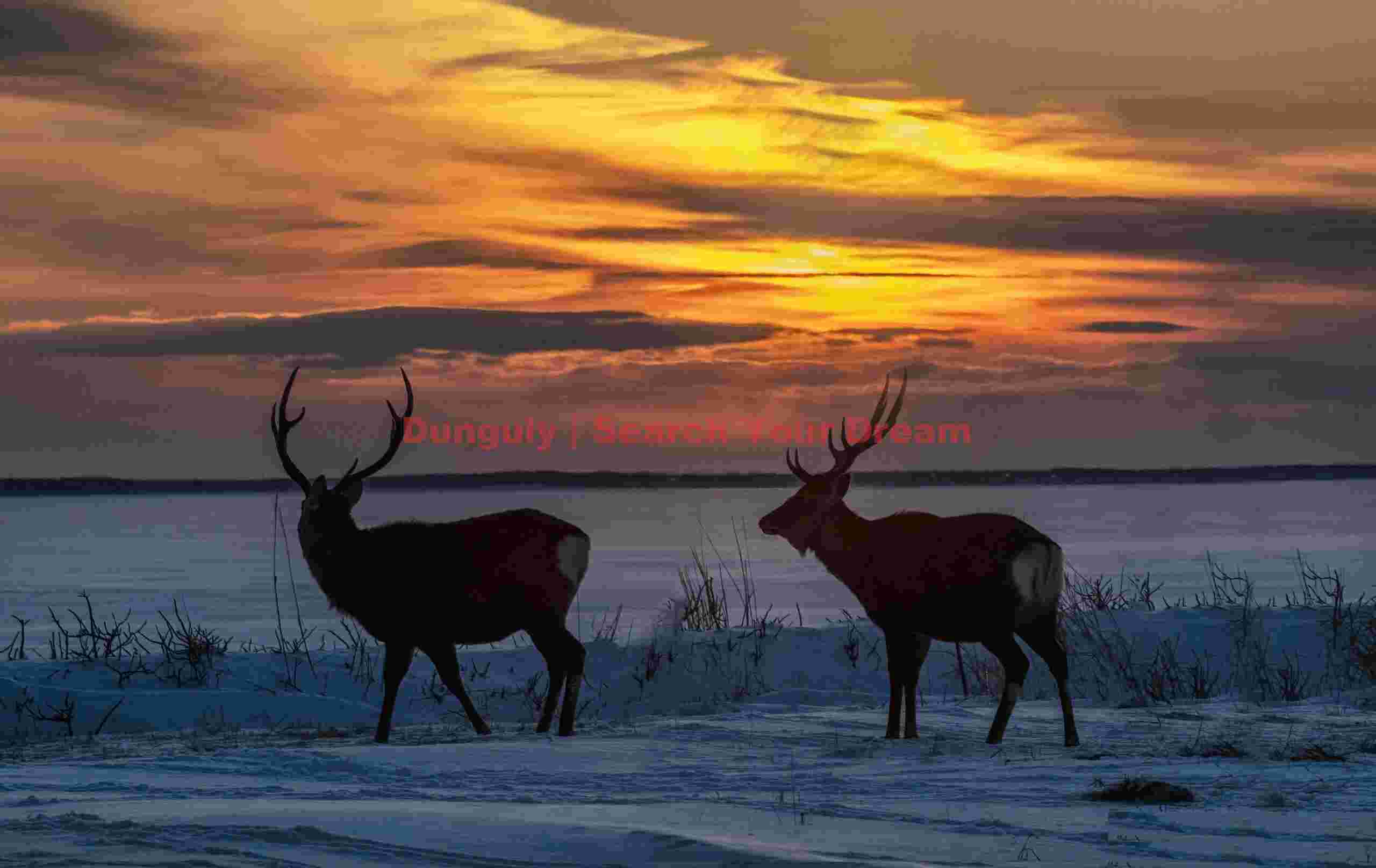 Two sika deer under red sunset sky; Notsuke peninsula, Hokkaido Two sika deer under red sunset sky