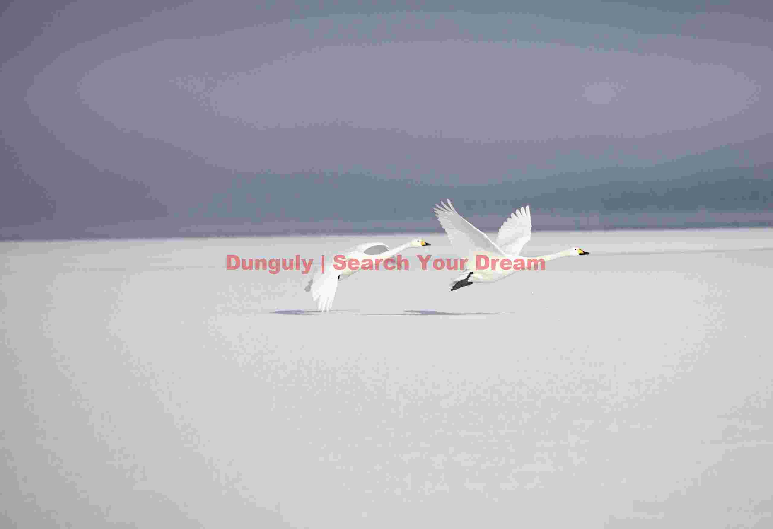 Two whooper swant taking off from ice with grey background mist; Lake Kussharo, Hokkaido Two whooper swant taking off from ice with grey background mist