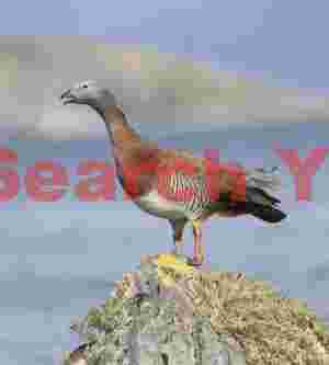 Upland goose