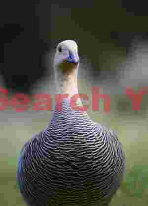Upland goose