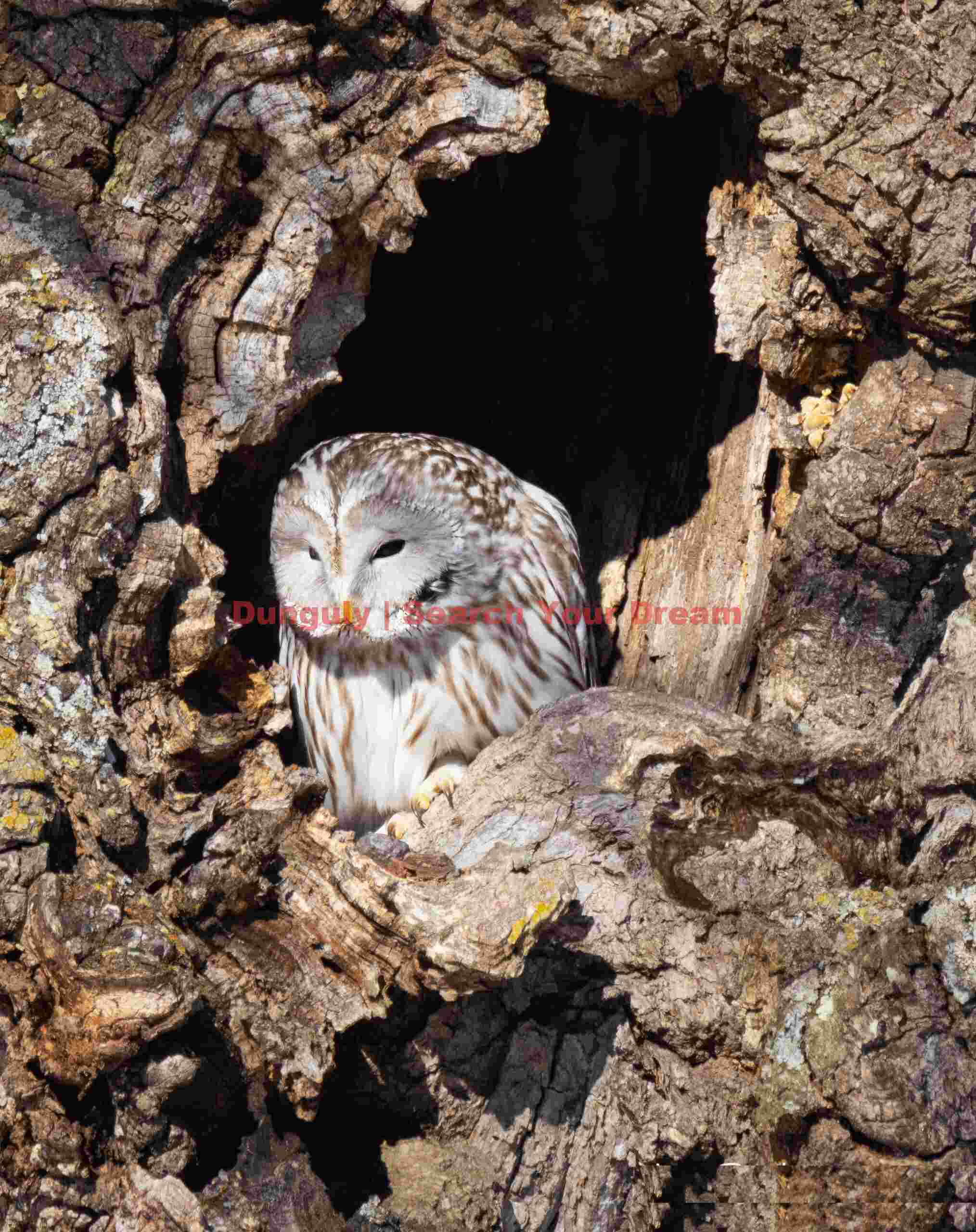 Ural Owl; Hokkaido Ural Owl