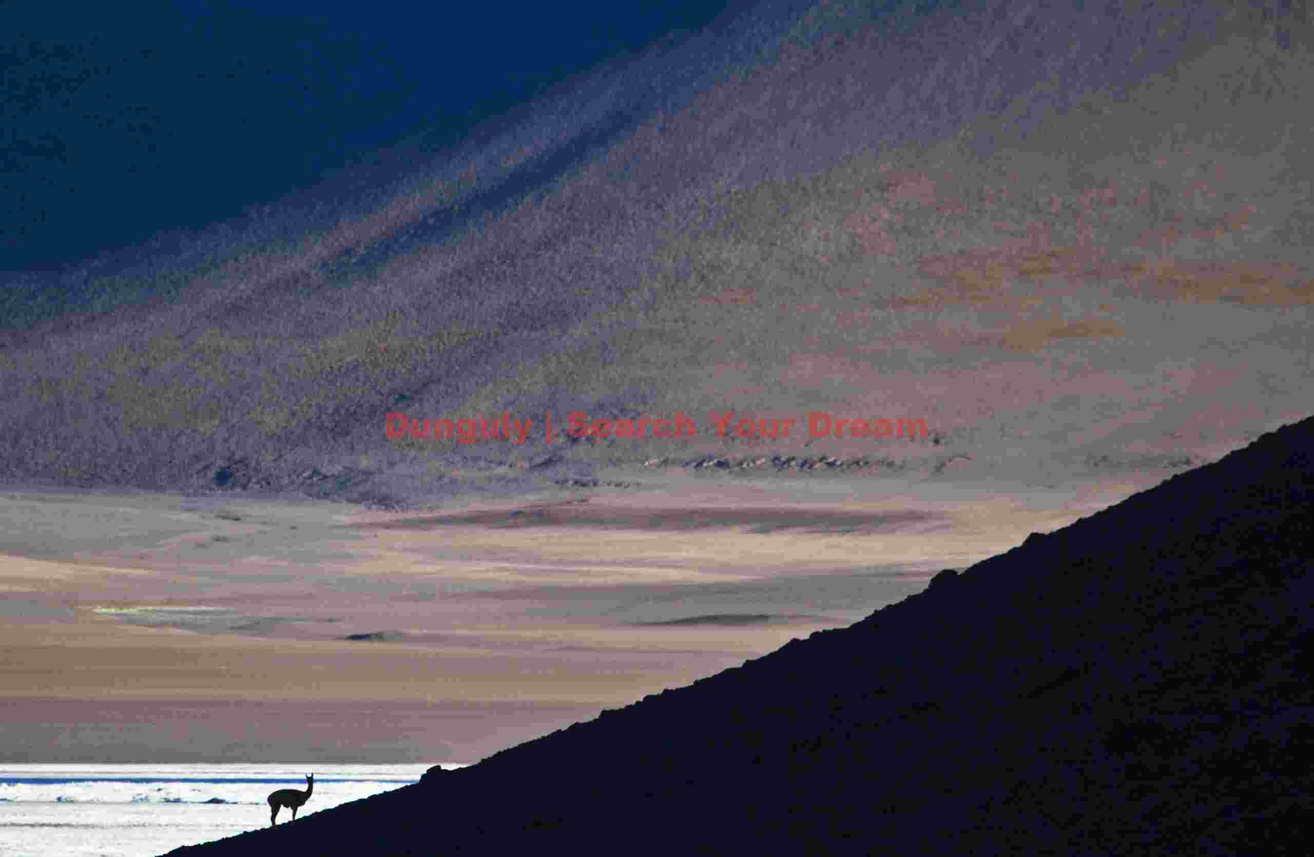 Vicuna in the vastness; Chilean altiplano Vicuna in the Vastness