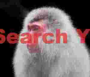 White-haired elder snow monkey