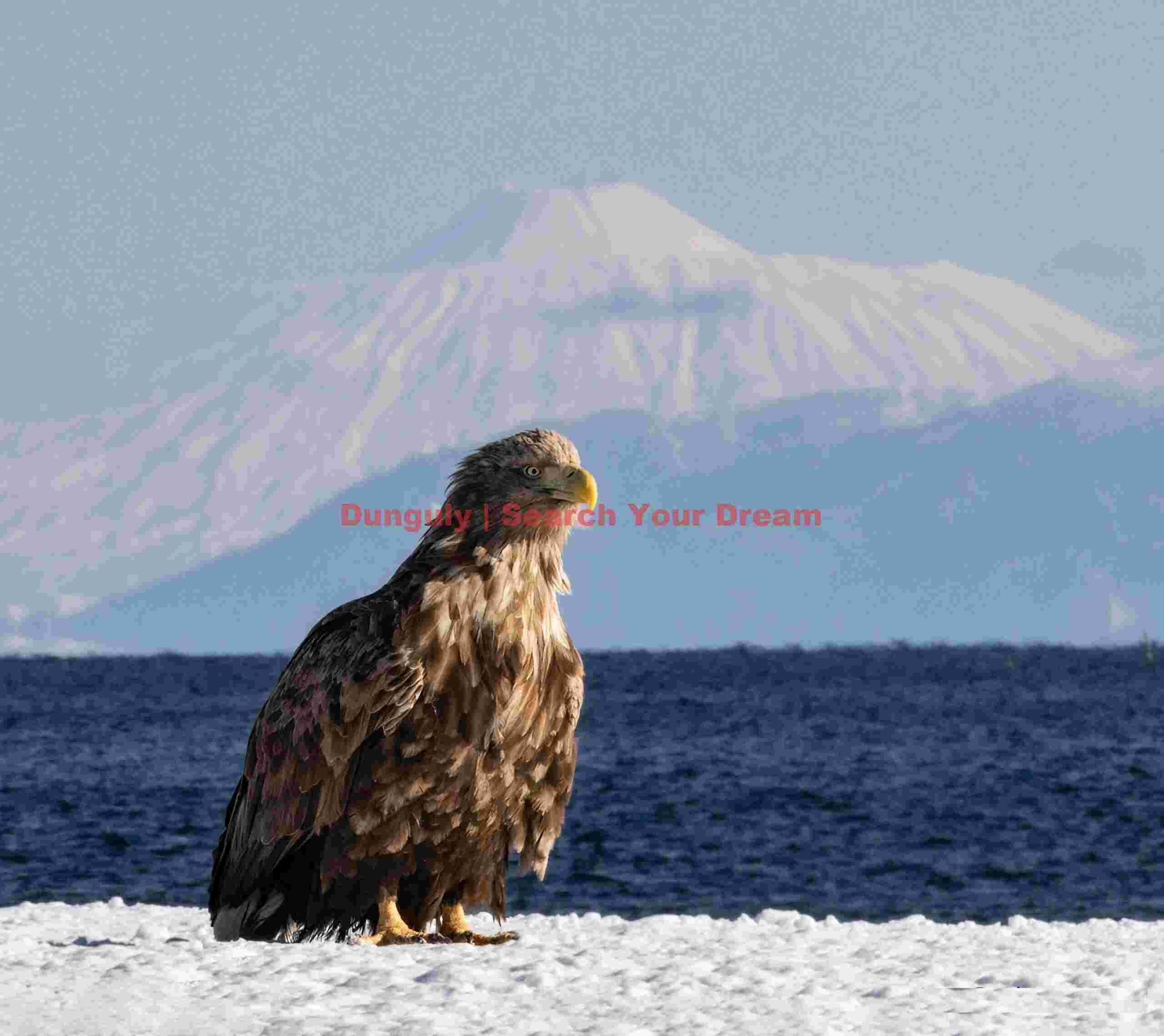 White-tailed sea eagle posing in front of snow covered volcano on Kuril Island; Rausu, Hokkaido White-tailed sea eagle posing in front of snow covered volcano on Kuril Island