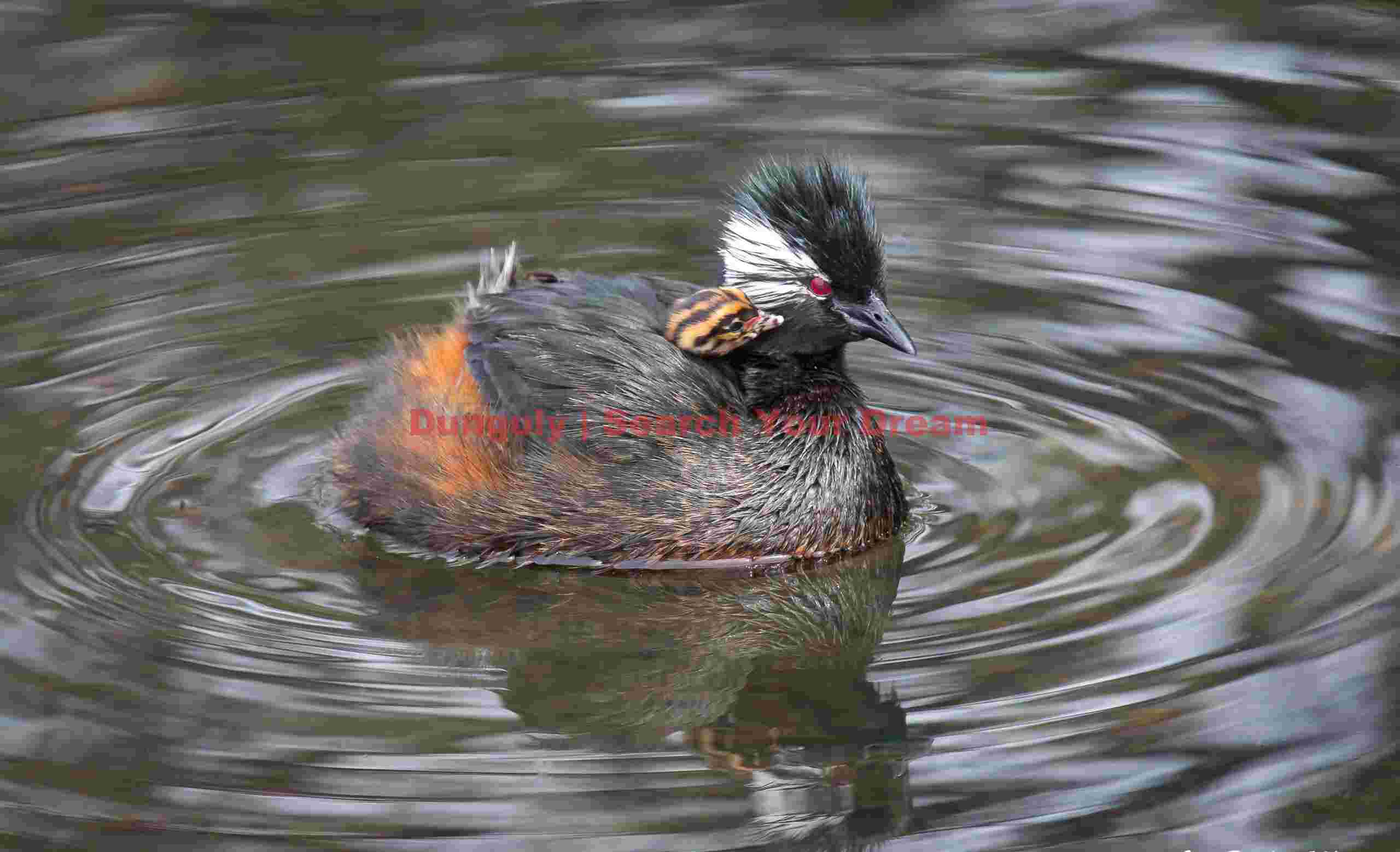 White tufted grebe carrying chick on back; Torres del Paine National Park, Patagonia White tufted grebe carrying chick on back