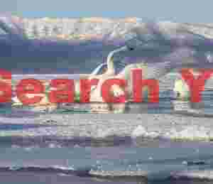 Whooper swan flapping wings among ice floes