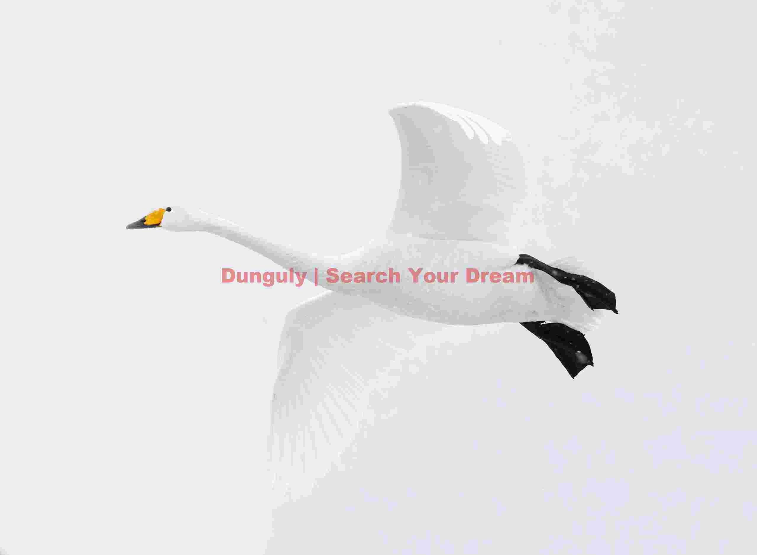 Whooper swan in flight on white; Lake Kussharo, Hokkaido Whooper swan in flight on white